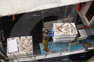 Death and decimation: Whitby devastated by declining marine life. Unprecedented levels of crabs, lobsters, coral and sea birds are dying on north-east coast