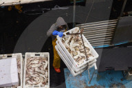 Death and decimation: Whitby devastated by declining marine life. Unprecedented levels of crabs, lobsters, coral and sea birds are dying on north-east coast
