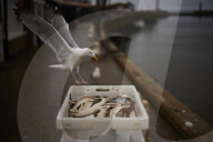 Death and decimation: Whitby devastated by declining marine life. Unprecedented levels of crabs, lobsters, coral and sea birds are dying on north-east coast
