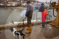 Death and decimation: Whitby devastated by declining marine life. Unprecedented levels of crabs, lobsters, coral and sea birds are dying on north-east coast