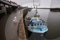 Death and decimation: Whitby devastated by declining marine life. Unprecedented levels of crabs, lobsters, coral and sea birds are dying on north-east coast