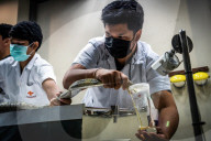 FEATURE - Extraktion von Schlangengift in Bangkok