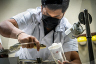 FEATURE - Extraktion von Schlangengift in Bangkok