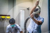 FEATURE - Extraktion von Schlangengift in Bangkok