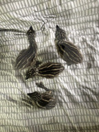 London teenager hand rearing four emu chicks