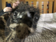 London teenager hand rearing four emu chicks