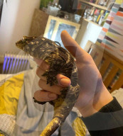 London teenager hand rearing four emu chicks
