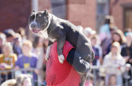 FEATURE - Parade der Haustiere in St. Louis