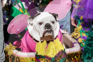FEATURE - Parade der Haustiere in St. Louis