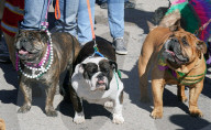 FEATURE - Parade der Haustiere in St. Louis