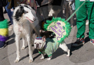 FEATURE - Parade der Haustiere in St. Louis