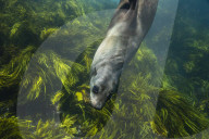 Flip out: swimming with seals at Montague Island on the NSW south coast.