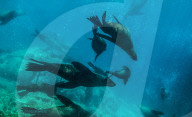 Flip out: swimming with seals at Montague Island on the NSW south coast.