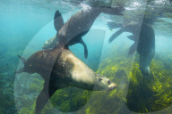 Flip out: swimming with seals at Montague Island on the NSW south coast.