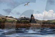 Flip out: swimming with seals at Montague Island on the NSW south coast.