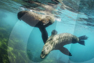 Flip out: swimming with seals at Montague Island on the NSW south coast.