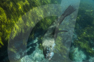 Flip out: swimming with seals at Montague Island on the NSW south coast.