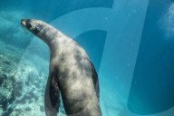 Flip out: swimming with seals at Montague Island on the NSW south coast.