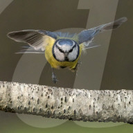FEATURE - Real Angry Bird: Eine energische Blaumeise in Lancashire