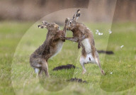 FEATURE - Hasen boxen sich in der Paarungszeit  