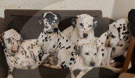 FEATURE - Sue Bell und  Dave Haywood fürchten die Schliessug ihres Rettungszentrums für Dalmatiner Hunde