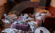 FEATURE - Sue Bell und  Dave Haywood fürchten die Schliessug ihres Rettungszentrums für Dalmatiner Hunde