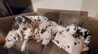FEATURE - Sue Bell und  Dave Haywood fürchten die Schliessug ihres Rettungszentrums für Dalmatiner Hunde