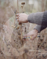 Ways of seeding: the designer changing the way we look at gardening.