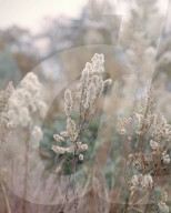Ways of seeding: the designer changing the way we look at gardening.