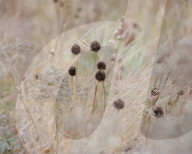 Ways of seeding: the designer changing the way we look at gardening.
