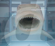 NEWS - Damien Hirst Formaldehyd-Skulpturen Ausstellung, Gagosian Gallery, London