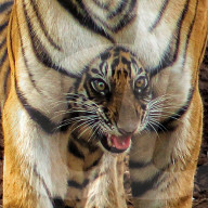 FEATURE - Tigerbaby kuschelt zwischen Tigermamas Beinen