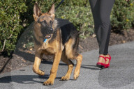 NEWS - Commander, der Hund von US-Präsident Joe Biden, wird ausgeführt