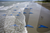 FEATURE - Grosse blaue dreieckige Netze werden von Fischern an einem Sandstrand ausgelegt, um wilde Garnelen zu sammeln