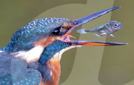 FEATURE - Ein leuchtend blauer Eisvogel wirft einen Fisch in seinen Schnabel