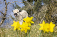 FEATURE - Das fünf Tage alte Walliser Kreuzungslamm Miss Marple beschnuppert die Frühlingsnarzissen