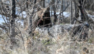 Italian bear removed to sanctuary after bakery break-in takes the biscuit
Authorities in Abruzzo step in to stop Carrito the Marsican bearís increasingly brazen behaviour.