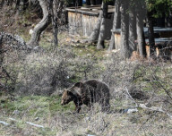 Italian bear removed to sanctuary after bakery break-in takes the biscuit
Authorities in Abruzzo step in to stop Carrito the Marsican bearís increasingly brazen behaviour.