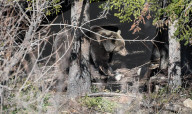 Italian bear removed to sanctuary after bakery break-in takes the biscuit
Authorities in Abruzzo step in to stop Carrito the Marsican bearís increasingly brazen behaviour.