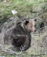 Italian bear removed to sanctuary after bakery break-in takes the biscuit
Authorities in Abruzzo step in to stop Carrito the Marsican bearís increasingly brazen behaviour.