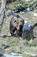Italian bear removed to sanctuary after bakery break-in takes the biscuit
Authorities in Abruzzo step in to stop Carrito the Marsican bearís increasingly brazen behaviour.