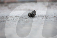 Death on the Highway between Kyiv and Zhytomyr, Ukraine - 02 Apr 2022