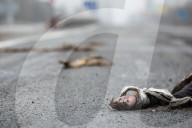 Death on the Highway between Kyiv and Zhytomyr, Ukraine - 02 Apr 2022