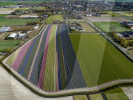 FEATURE - Der Frühling naht: Blumenfelder im niederländischen Lisse