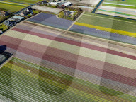 FEATURE - Der Frühling naht: Blumenfelder im niederländischen Lisse