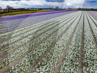 FEATURE - Der Frühling naht: Blumenfelder im niederländischen Lisse