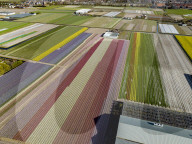 FEATURE - Der Frühling naht: Blumenfelder im niederländischen Lisse