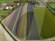 FEATURE - Der Frühling naht: Blumenfelder im niederländischen Lisse