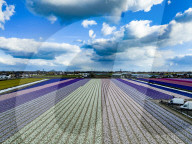 FEATURE - Der Frühling naht: Blumenfelder im niederländischen Lisse