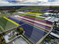 FEATURE - Der Frühling naht: Blumenfelder im niederländischen Lisse
